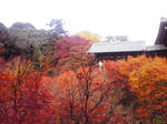 京都　東福寺　紅葉　画像２