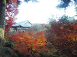 京都　東福寺　紅葉　画像１